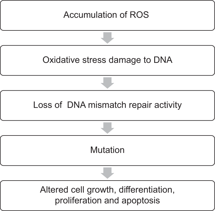General hypothesis for oxidative damage to DNA repair activity and tumorigenesis.